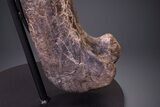 Hadrosaur (Hypacrosaurus) Femur with Metal Stand - Montana #264989-4